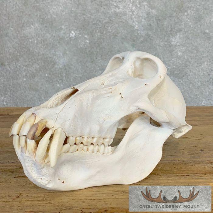 Chacma Baboon Full Skull For Sale