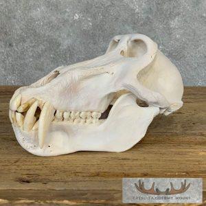 Chacma Baboon Full Skull Taxidermy