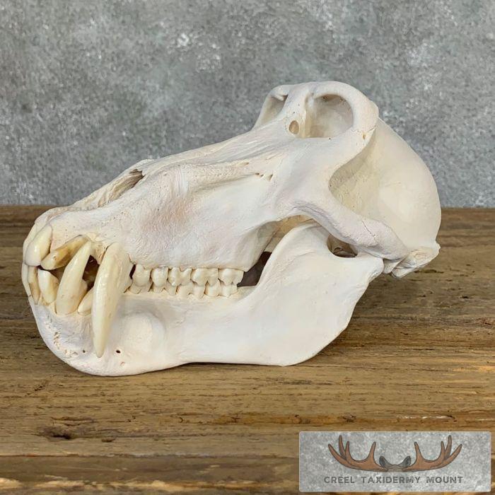 Chacma Baboon Full Skull For Sale