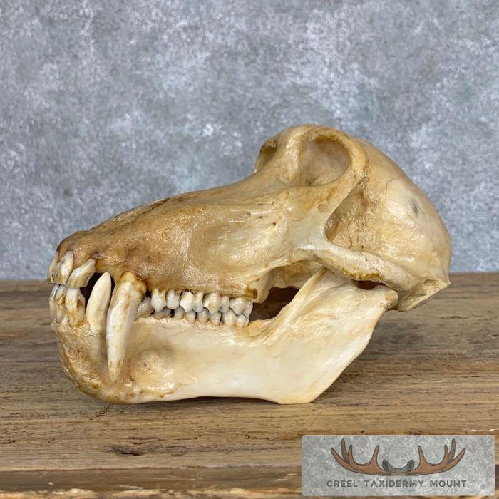 Chacma Baboon Full Skull For Sale