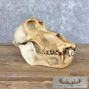 Chacma Baboon Full Skull Taxidermy