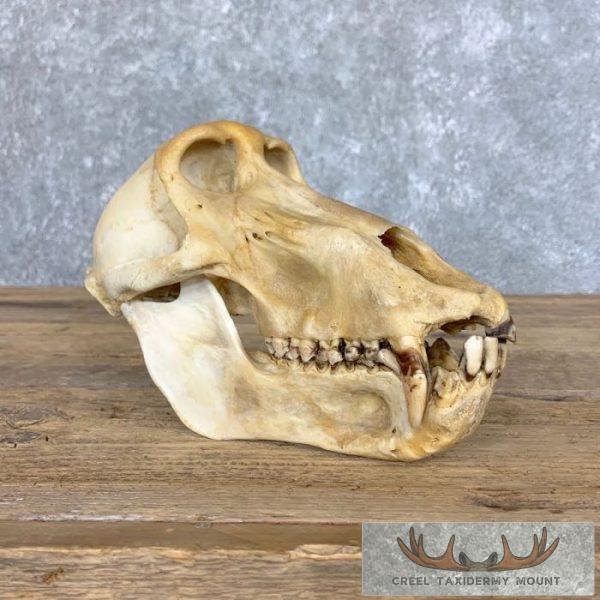 Chacma Baboon Full Skull For Sale