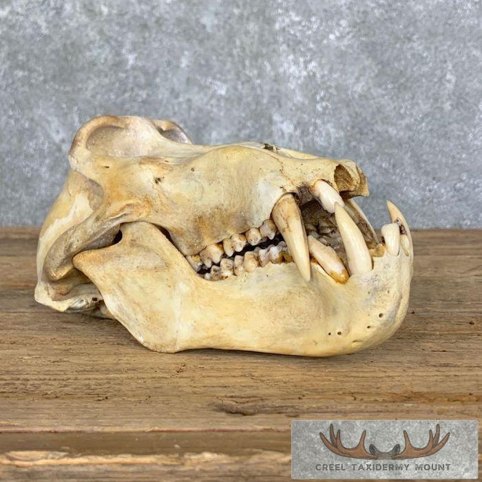 Chacma Baboon Full Skull For Sale