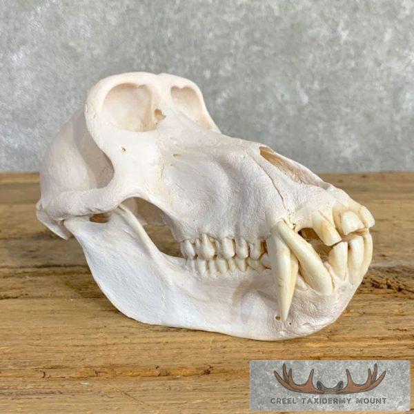 Chacma Baboon Full Skull For Sale