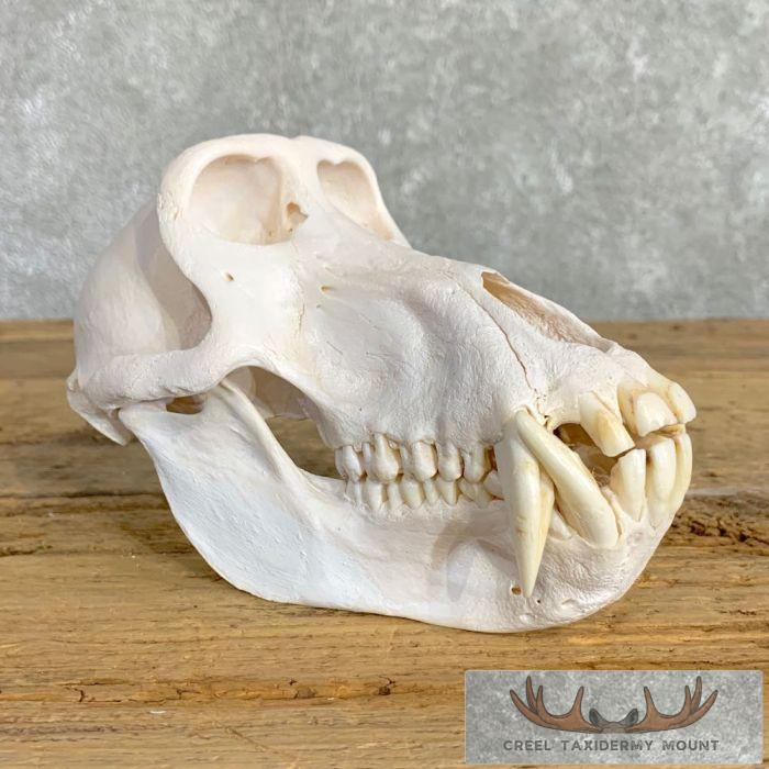 Chacma Baboon Full Skull For Sale