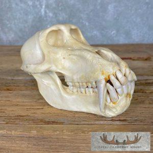 Chacma Baboon Full Skull Taxidermy