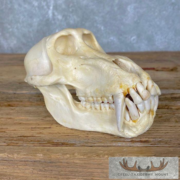 Chacma Baboon Full Skull For Sale