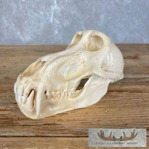 Chacma Baboon Full Skull Taxidermy