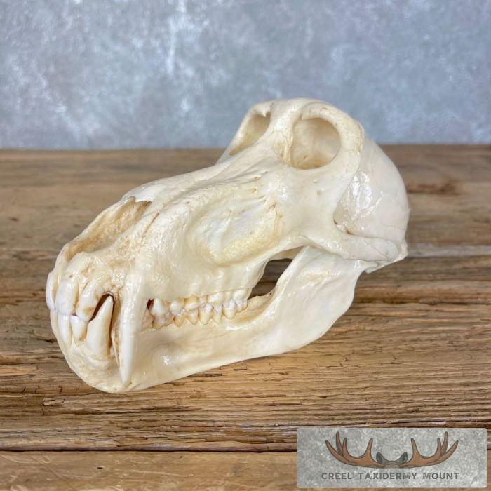 Chacma Baboon Full Skull For Sale