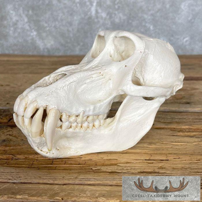 Chacma Baboon Full Skull For Sale