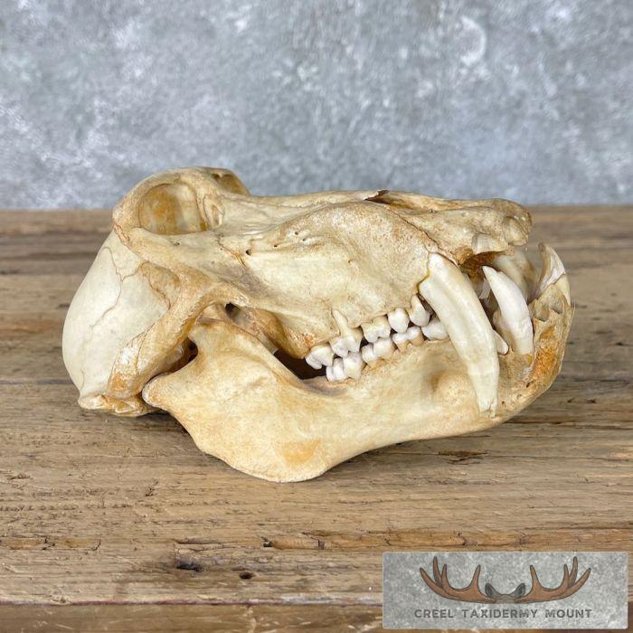 Chacma Baboon Full Skull For Sale
