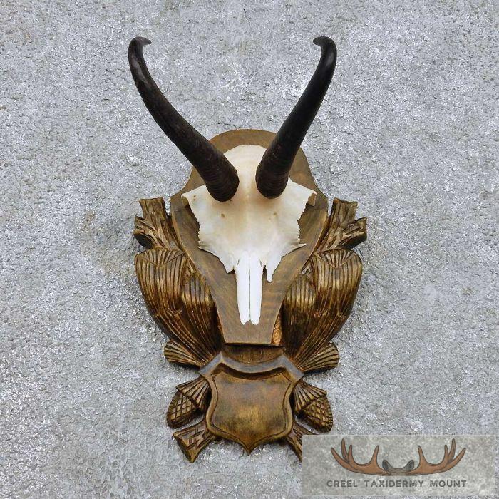 Chamois Skull Cap & Horn Taxidermy Mount For Sale