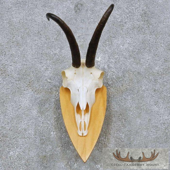 Chamois Skull & Horn Taxidermy Mount For Sale