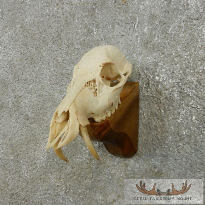 Chinese Water Deer Taxidermy Shoulder Mount For Sale