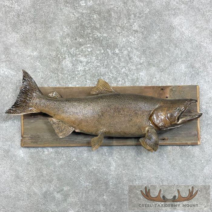 Chinook Salmon Taxidermy Fish Mount For Sale