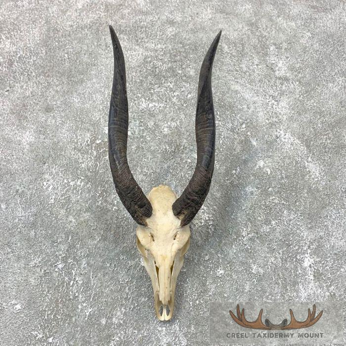 Chobe Bushbuck Skull & Horns European Taxidermy Mount For Sale