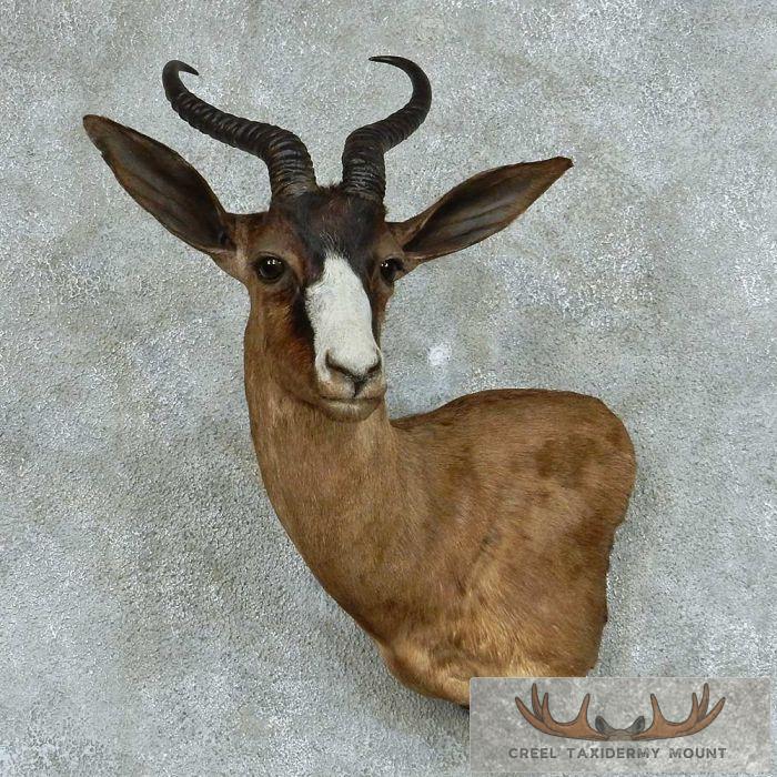 African Black Springbok Mount - Creel Taxidermy