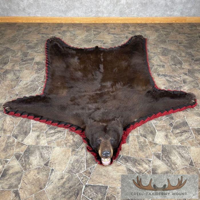 Chocolate Black Bear Full-Size Taxidermy Rug For Sale