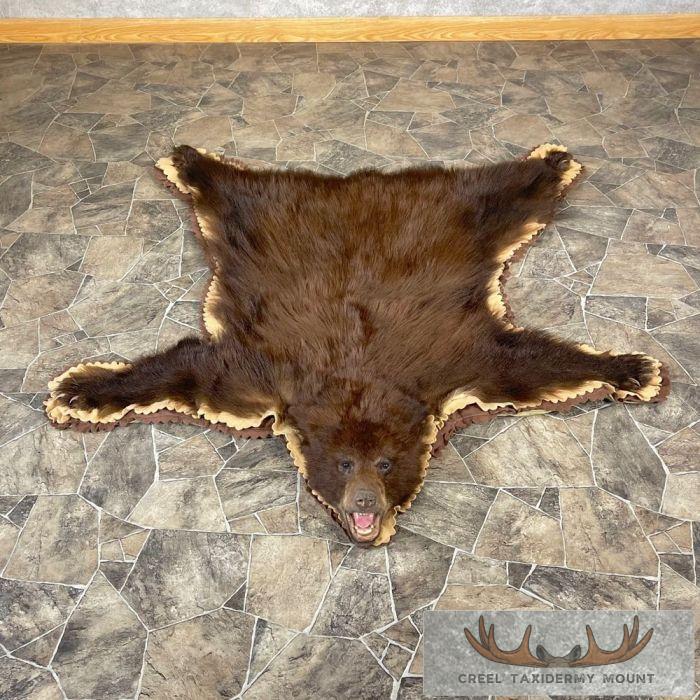 Chocolate Black Bear Full-Size Taxidermy Rug For Sale