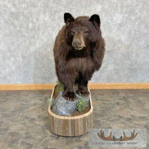 Chocolate Black Bear Life-Size Taxidermy Mount Taxidermy