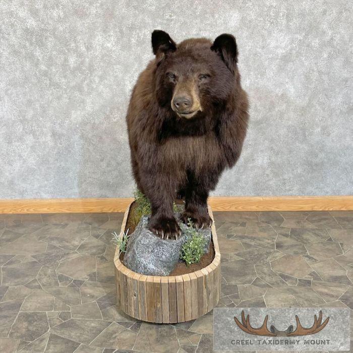 Chocolate Black Bear Life-Size Taxidermy Mount For Sale