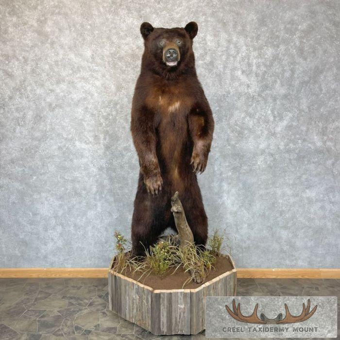 Chocolate Black Bear Life-Size Taxidermy Mount For Sale