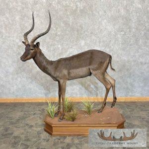 Chocolate (Black) Impala Life Size Taxidermy Mount Taxidermy