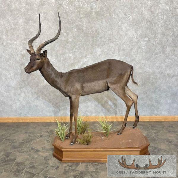 Chocolate (Black) Impala Life Size Taxidermy Mount For Sale