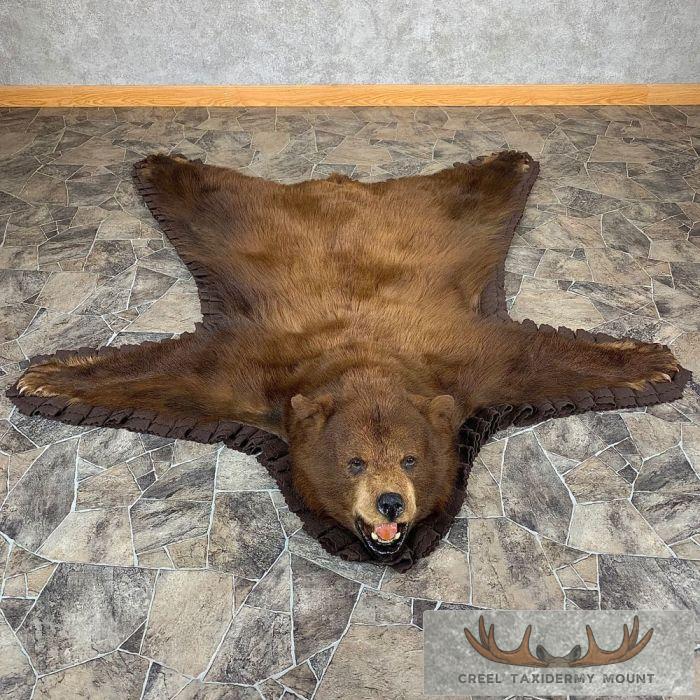 Chocolate Phase Black Bear Full-Size Taxidermy Rug For Sale