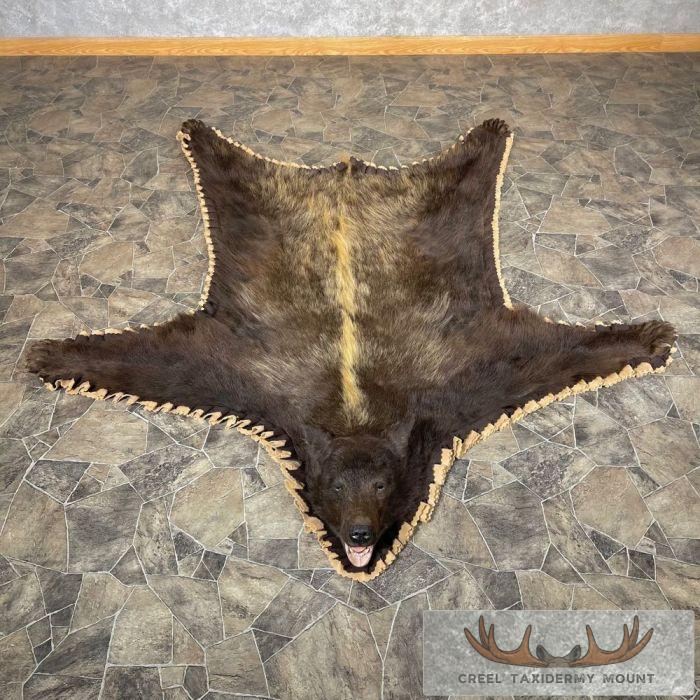 Chocolate Phase Black Bear Full-Size Taxidermy Rug For Sale
