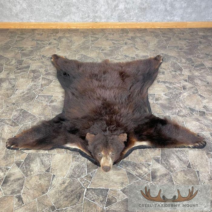 Chocolate Phase Black Bear Full-Size Taxidermy Rug For Sale