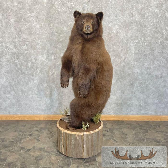 Chocolate Black Bear Life-Size Taxidermy Mount For Sale