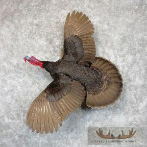 Chocolate Slate Turkey Taxidermy Bird Mount Taxidermy