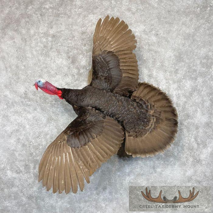 Chocolate Slate Turkey Taxidermy Bird Mount For Sale