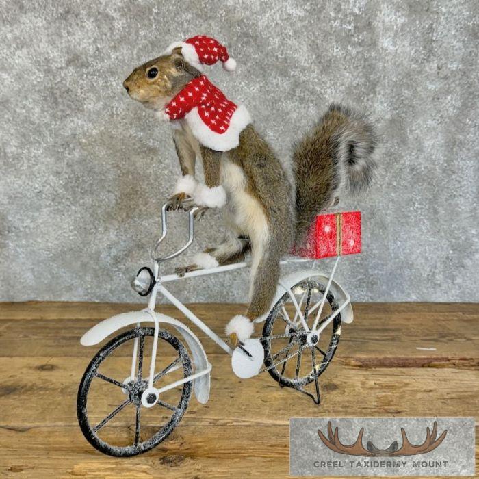 Christmas Squirrel Novelty Taxidermy Mount For Sale