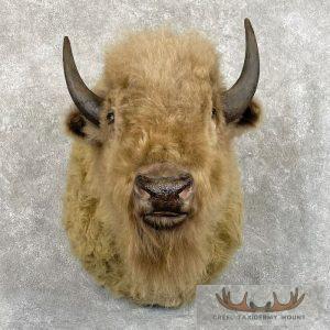 Cinnamon American Bison Taxidermy Shoulder Mount Taxidermy