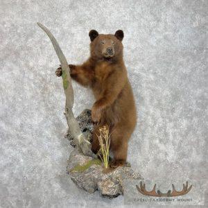 Cinnamon Black Bear Cub Life-Size Taxidermy Mount Taxidermy
