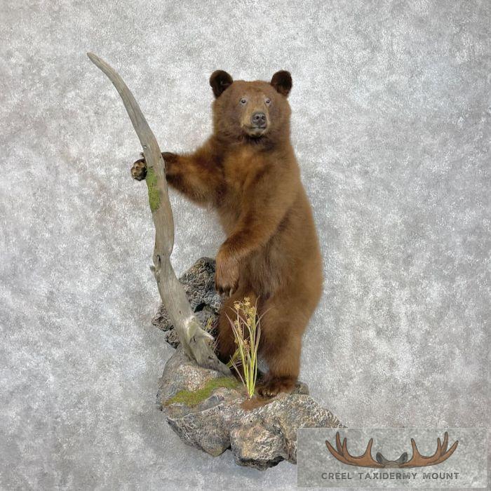 Cinnamon Black Bear Cub Life-Size Taxidermy Mount For Sale