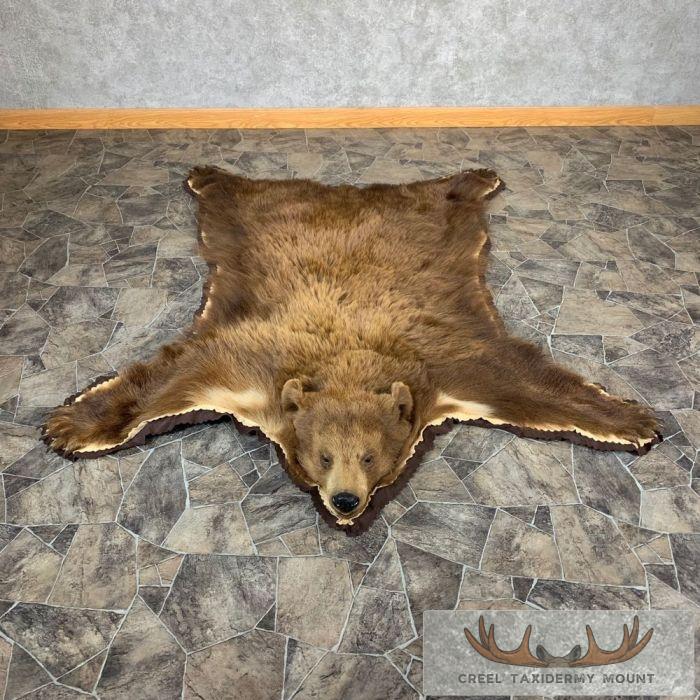 Cinnamon Black Bear Full-Size Taxidermy Rug For Sale