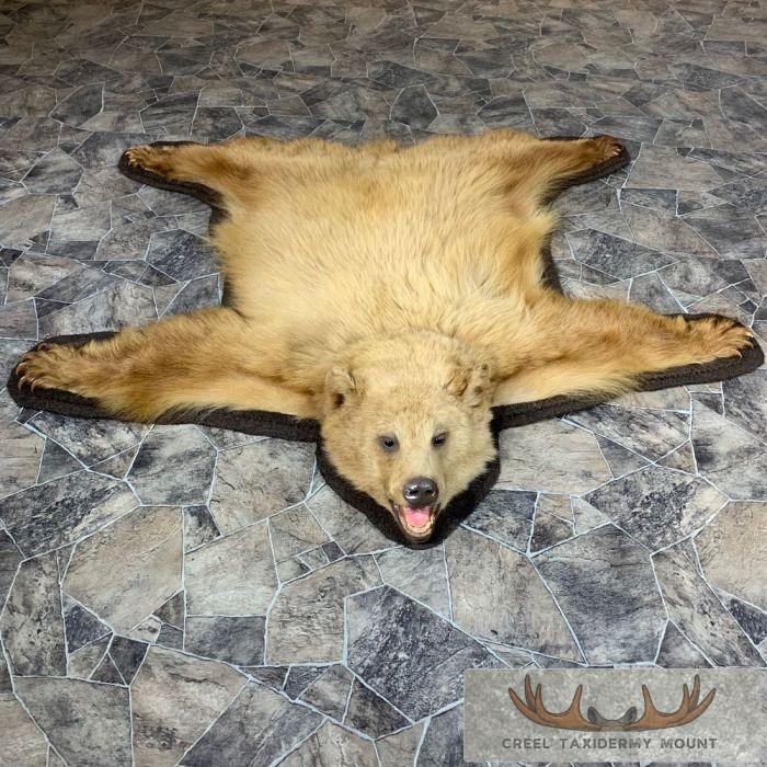 Blonde Black Bear Full-Size Taxidermy Rug For Sale