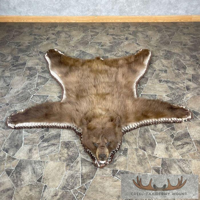 Cinnamon Black Bear Full-Size Taxidermy Rug For Sale