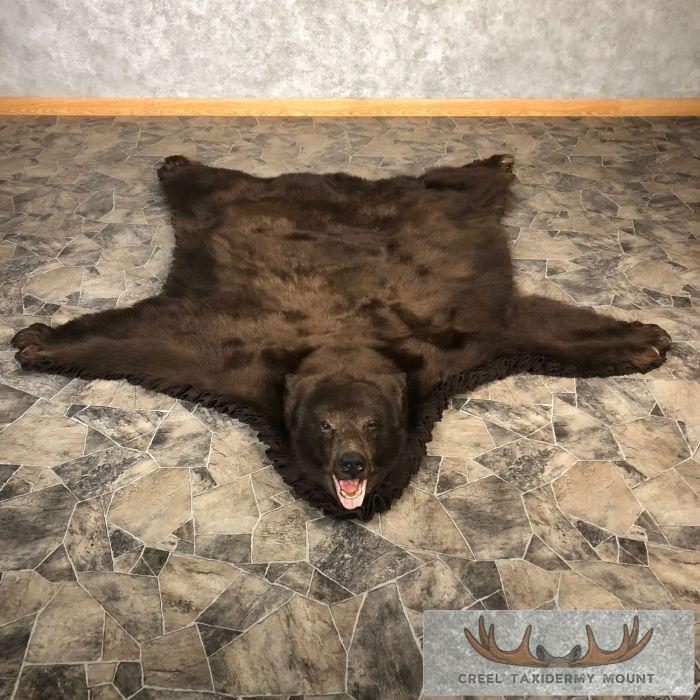 Chocolate Phase Black Bear Full-Size Taxidermy Rug For Sale