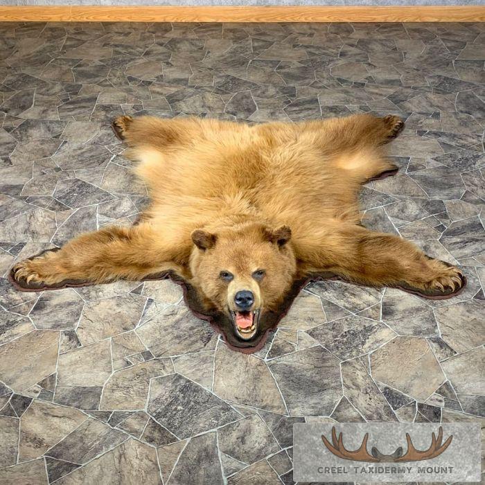 Cinnamon Phase Black Bear Full-Size Taxidermy Rug For Sale