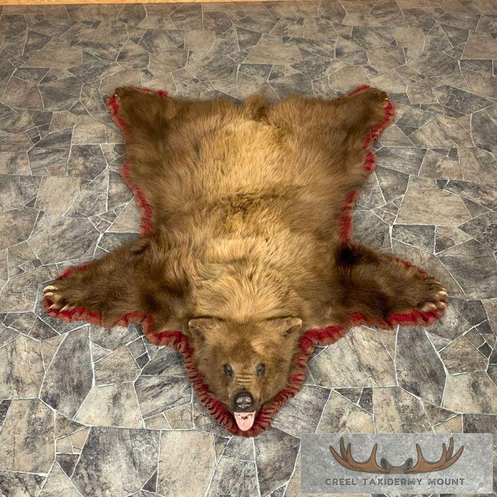 Cinnamon Phase Black Bear Full-Size Taxidermy Rug For Sale