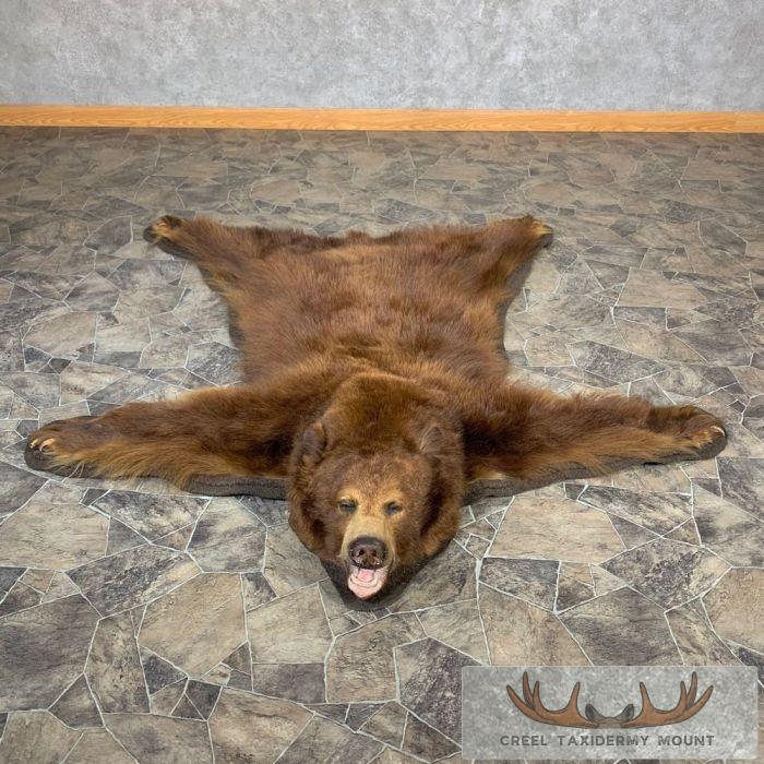 Cinnamon Phase Black Bear Full-Size Taxidermy Rug For Sale