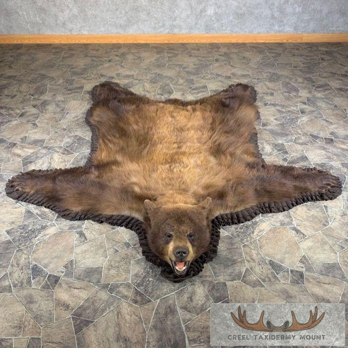 Cinnamon Phase Black Bear Full-Size Taxidermy Rug For Sale