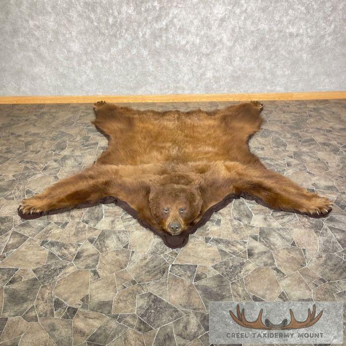 Cinnamon Phase Black Bear Full-Size Taxidermy Rug For Sale