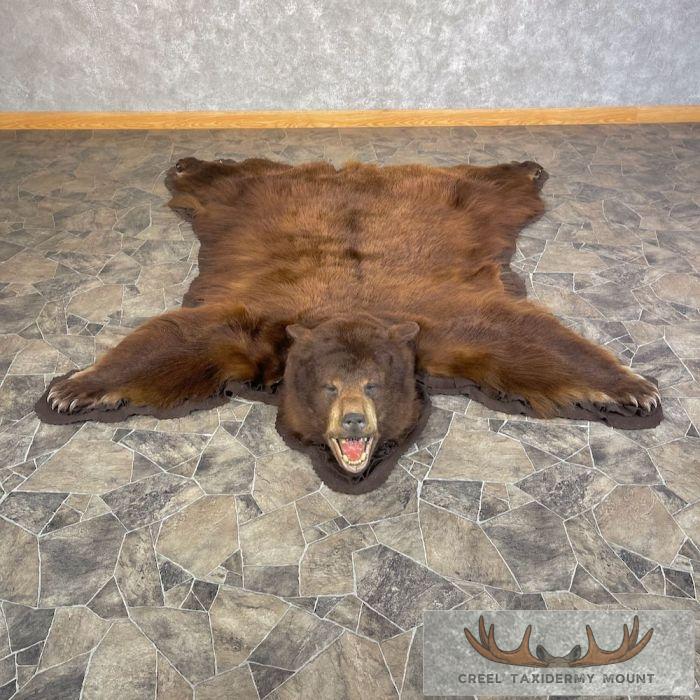 Cinnamon Phase Black Bear Full-Size Taxidermy Rug For Sale