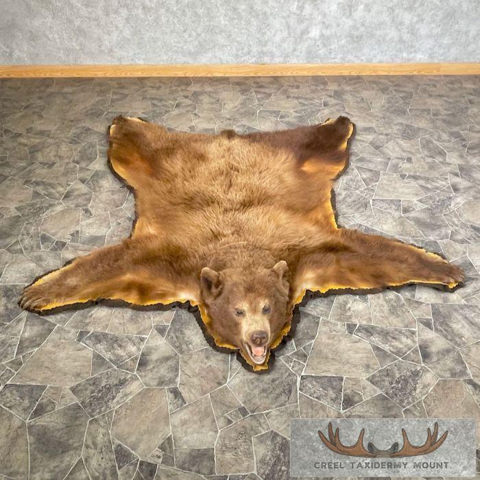 Cinnamon Phase Black Bear Full-Size Taxidermy Rug For Sale