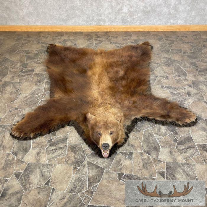 Cinnamon Phase Black Bear Full-Size Taxidermy Rug For Sale